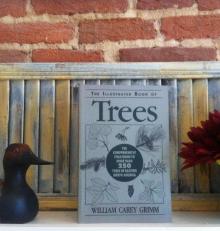 The Illustrated Book of Trees : With Keys for Summer and Winter Identification 