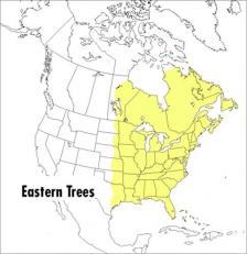 A Peterson Field Guide to Eastern Trees : Eastern United States and Canada, Including the Midwest 2nd