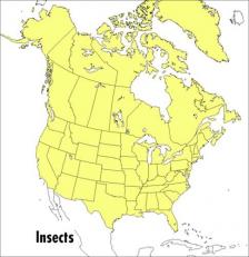 A Peterson Field Guide to Insects : America North of Mexico 2nd