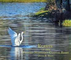 Egrets from the Florida Northern Basin 