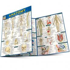 Anatomy - Reference Guide (8. 5 X 11) : A QuickStudy Reference Tool